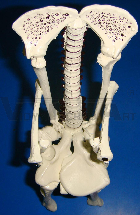 Chair Osteoporesis